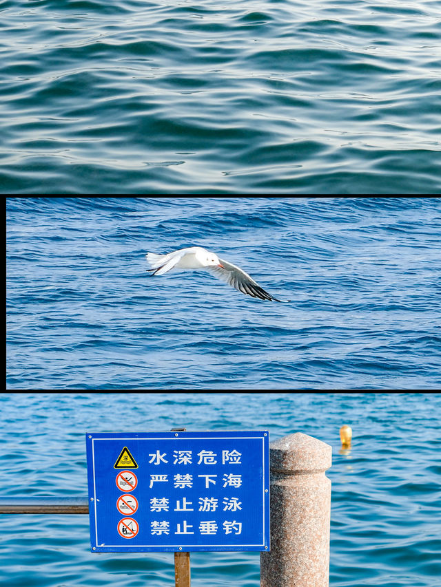 怎麼沒人告訴我這裡也可以看海鷗啊！