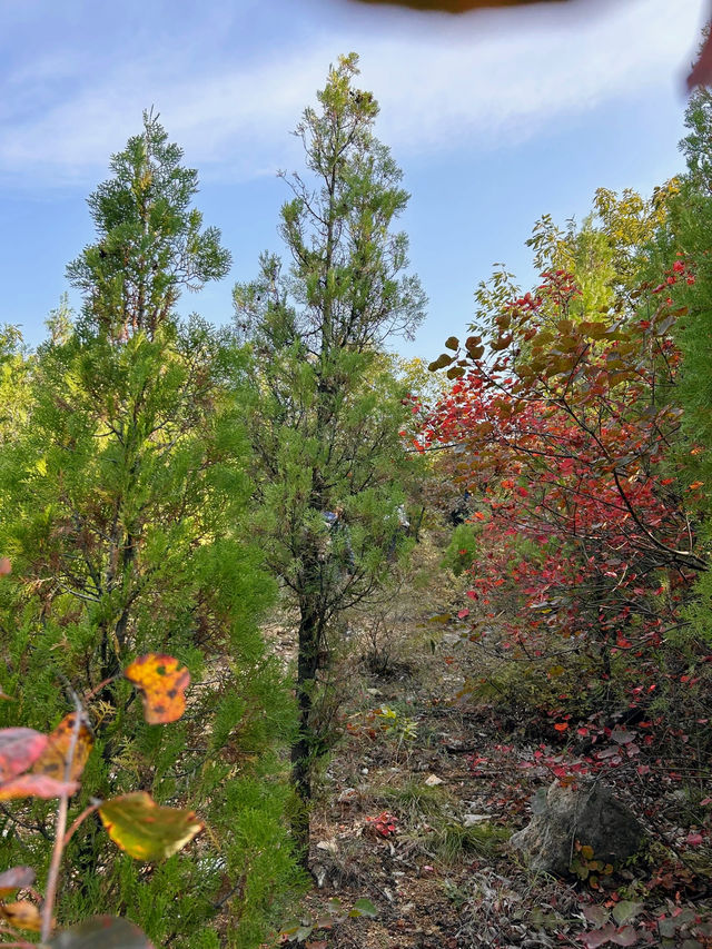 鄭州周邊遊｜秋天去山裡看紅葉葉