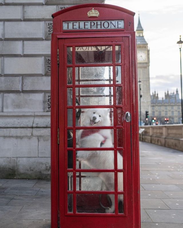 Felix vs the red telephone booths of London ❤️😍 Which picture is your favorite? ☎️