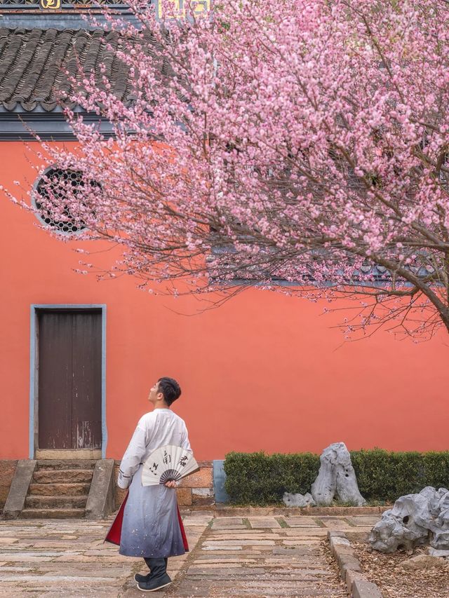 放過鐵佛寺，這裡才是湖州賞梅天花板