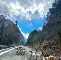 關於住畢棚溝景區內實現玩雪+溫泉自由攻略，整理了一些旅遊攻略