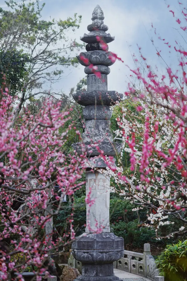 Who would believe that I captured the fall of plum blossoms at a Tang Dynasty pagoda in the Magic City