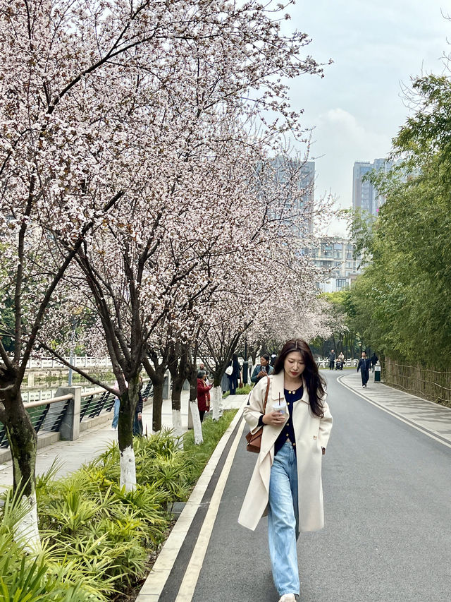 快來賞花！東湖公園的紫葉李開爆了！！