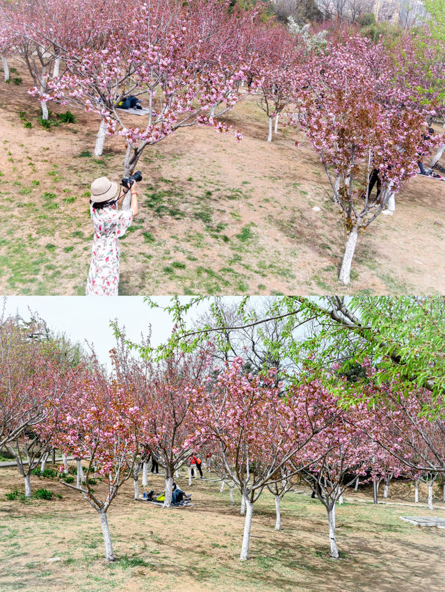 大連賞花攻略：探尋花海，邂逅春日芬芳