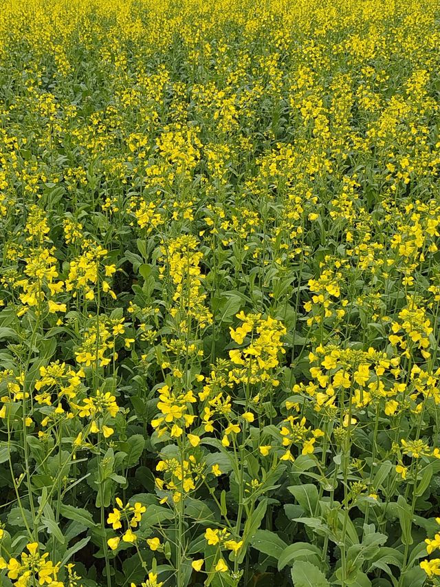 下一站！錯過油菜花海又要等一年