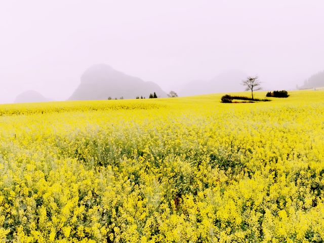 滇東桂自由行（2）/油菜花田的天花板金雞峰叢