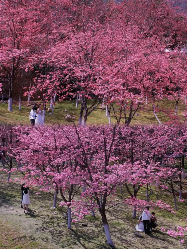 Dali Cherry Blossom Appreciation | Dali University Open Day is now available for reservation