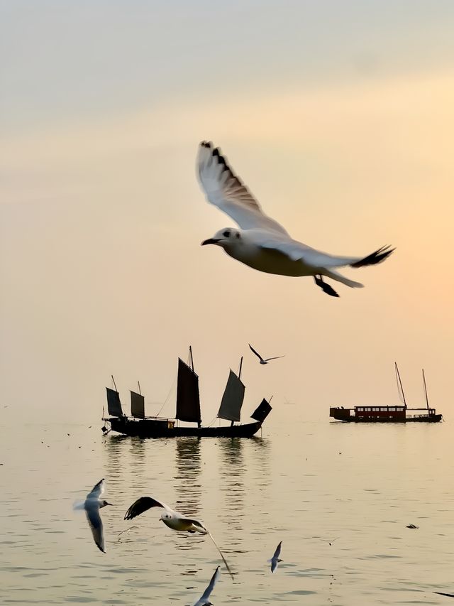 探索鼋頭渚，感受海鷗的浪漫