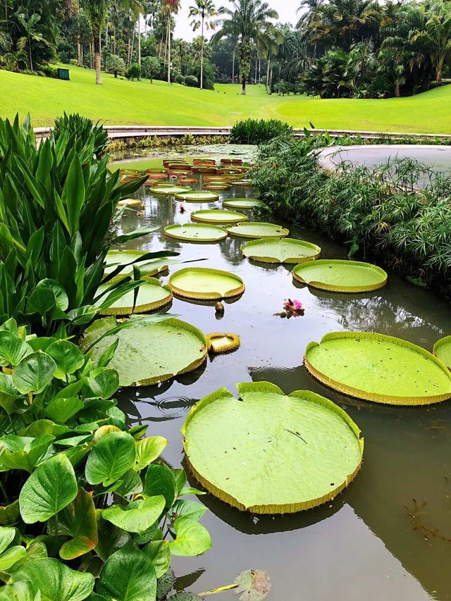 新加坡植物園