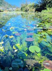 也太哇塞了吧，海菜花濕地