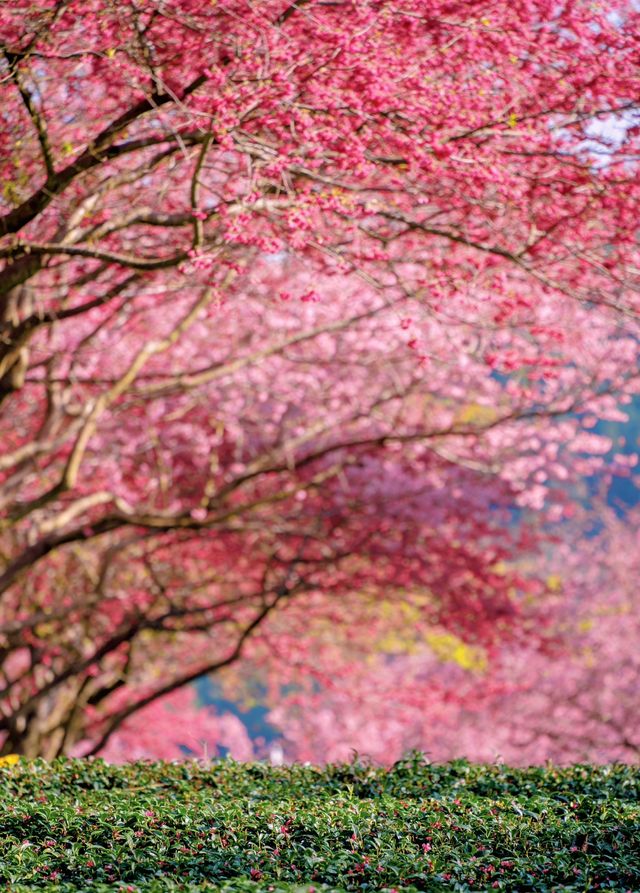 福建藏在漫畫裡的櫻花園