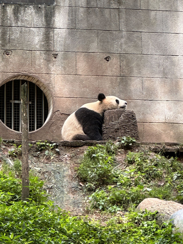 雅安碧峰峽風景區二日遊