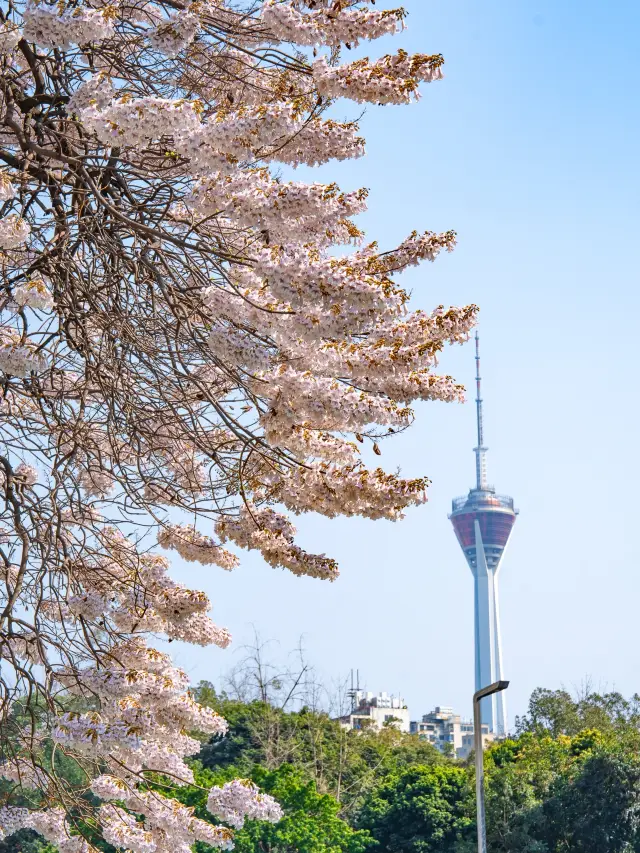 Chengdu! Spring hidden in the city