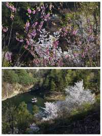 武漢周邊賞櫻地，黃陂清涼寨原生態野櫻，山水之間感受春意盎然