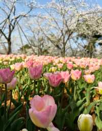 春天必打卡的賞花勝地，武漢東湖櫻花園，盛花期櫻花太好看了