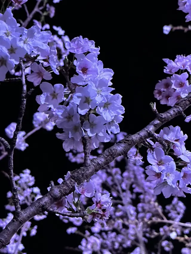 The most beautiful cherry blossoms in eastern Shizuoka are all here (from late March to early April)