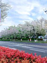 千島湖畔陽光路，春和景明，櫻花浪漫