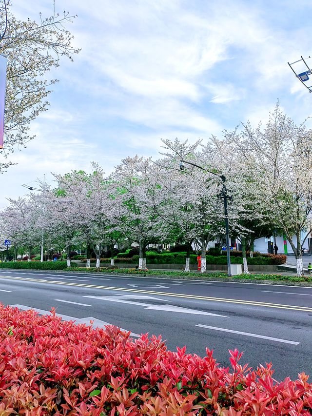 千島湖畔陽光路，春和景明，櫻花浪漫