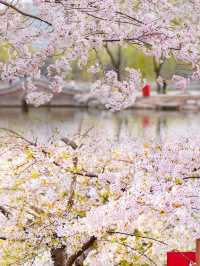 感受櫻花魔力！探秘玉淵潭公園：最佳遊覽路線、拍照技巧一網打盡