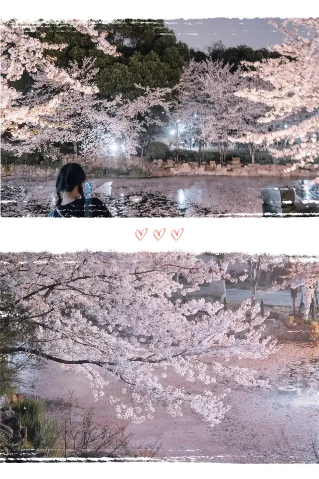 夜に魯迅公園に忍び込んで桜を見るなんて、99%の人は経験したことがないでしょう