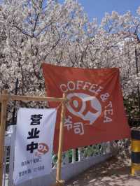 清明節來青島賞花去哪裡不能錯過的幾個打卡地