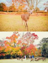 全球追秋|枫叶季的奈良公園