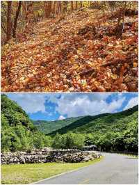 北京的初秋，先洒落在喇叭沟原始森林公園