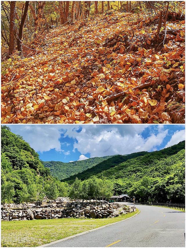 北京的初秋，先洒落在喇叭沟原始森林公園