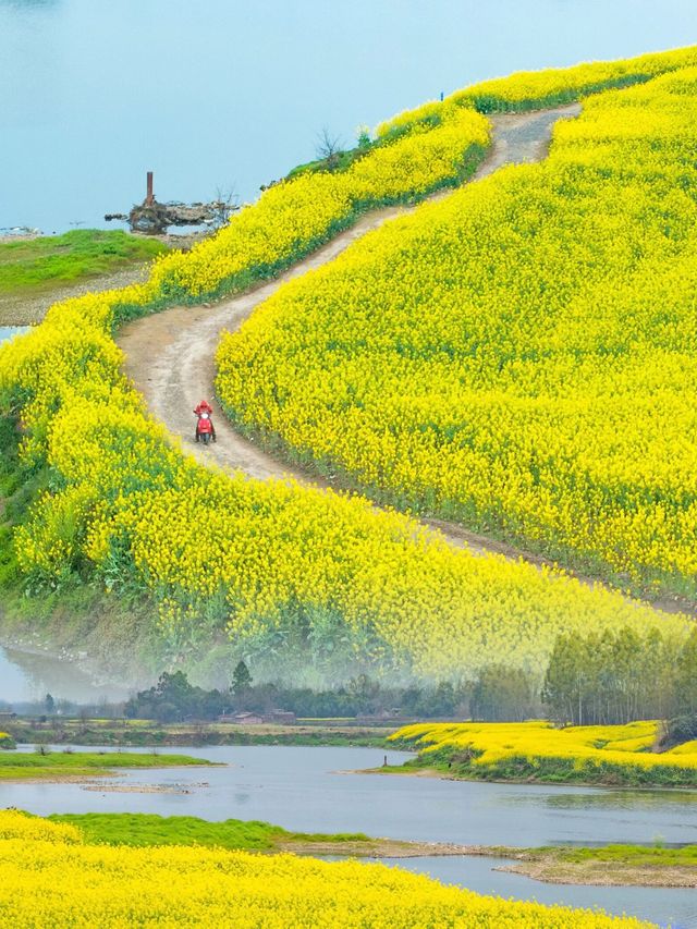 成都“小江南” | 邛崃兩河村千畝油菜花田