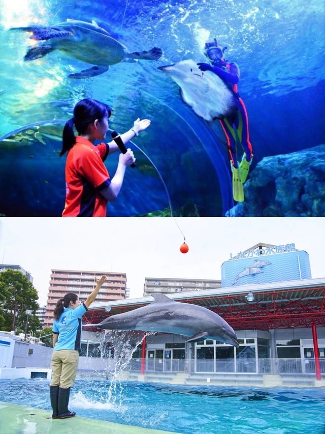 【東京品川水族館攻略】海底世界奇觀，千種海洋生物等你發現！