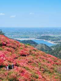 Rhododendrons at Mulan Yunwu Mountain 🌺