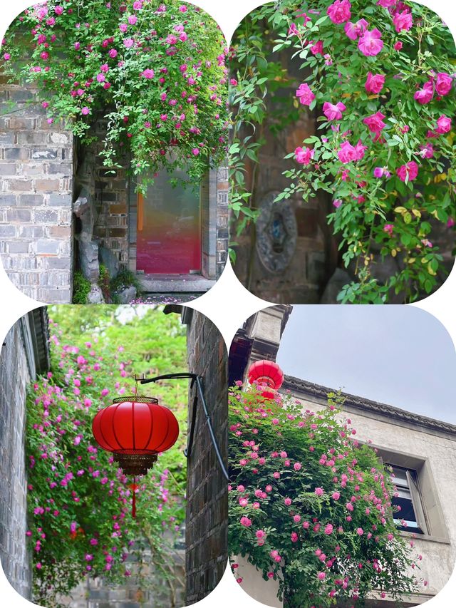 南京 | 蔷薇花綻放，老門東的春日盛宴！