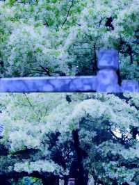 昆明周邊|黑龍潭公園最美流蘇花四月流蘇花似雪，正值人間四月天