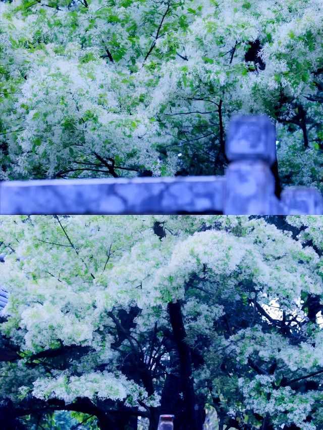 昆明周邊|黑龍潭公園最美流蘇花四月流蘇花似雪，正值人間四月天