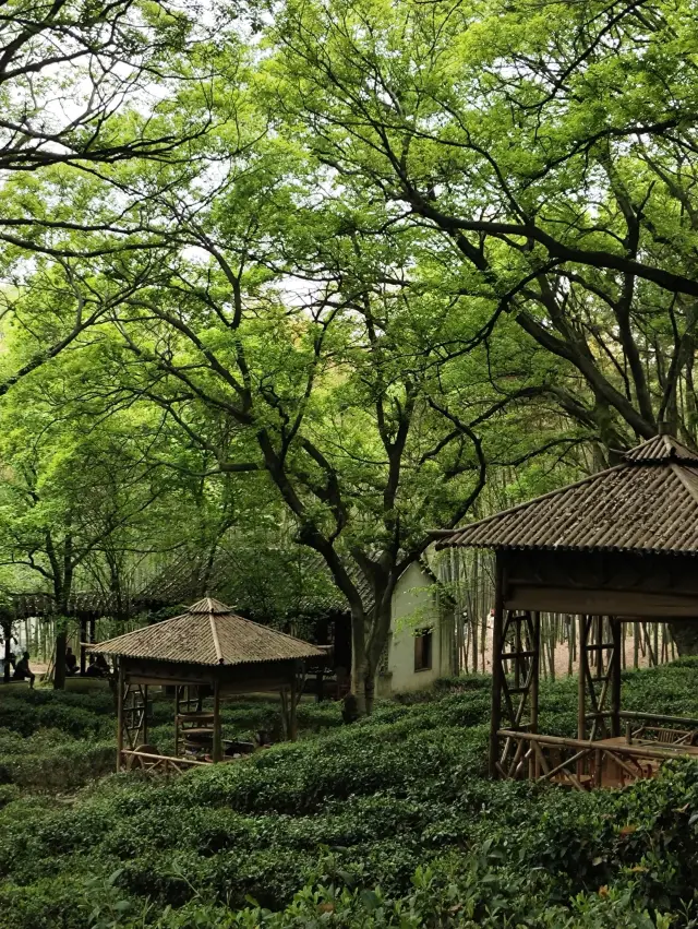 No longer entangled with Hangzhou, the back hill of Tiger Hill is also a green wonderland and tea garden in Suzhou