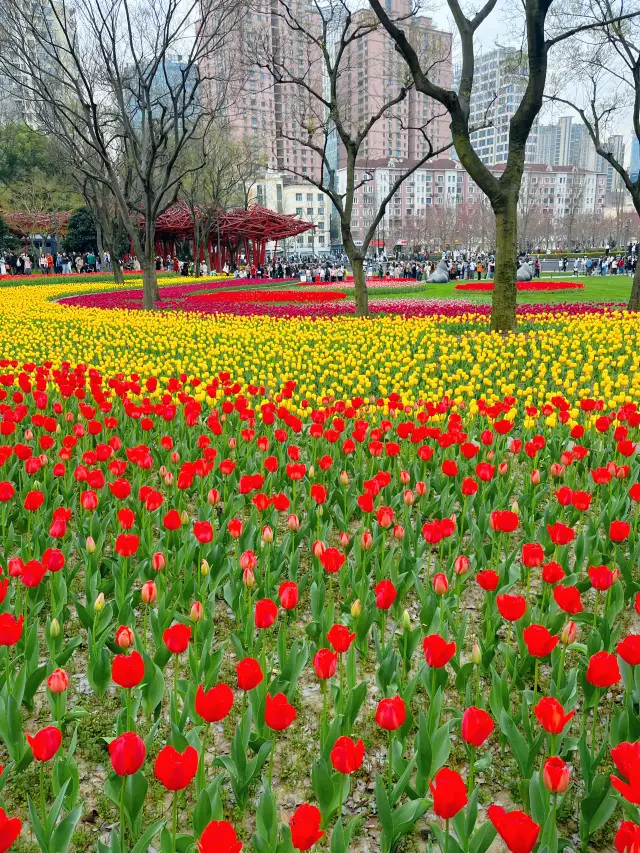 上海賞花 | 靜安雕塑公園鬱金香開了