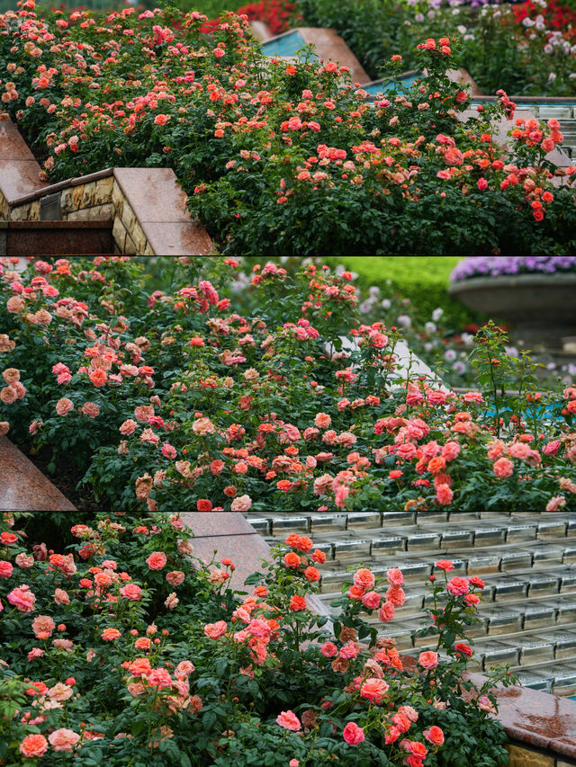 雲台公園的月季花展來啦，雨天賞花也很美