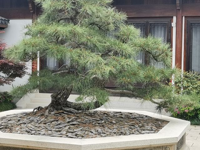 上海老姐姐的拍照聖地——申園