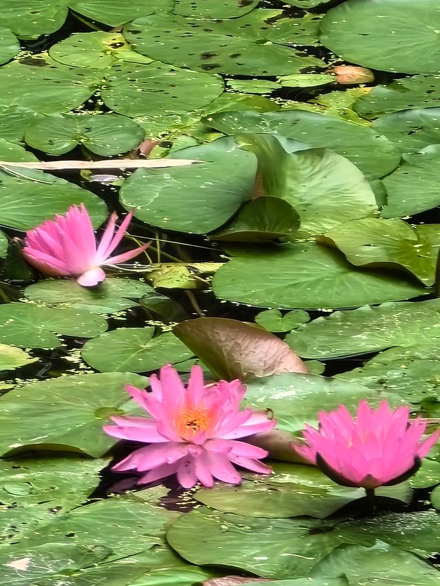 福州茶亭公園之荷花三弄