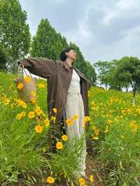長沙松雅湖偶遇故事裡的小黃花