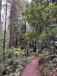 Sequoia紅杉國家公園攻略｜國家聖誕樹