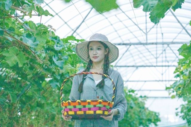 湖北孝昌今夏有動作葡萄採摘等你來玩兒