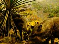 American Museum of Natural History: Pop, Art, Stunning Shots