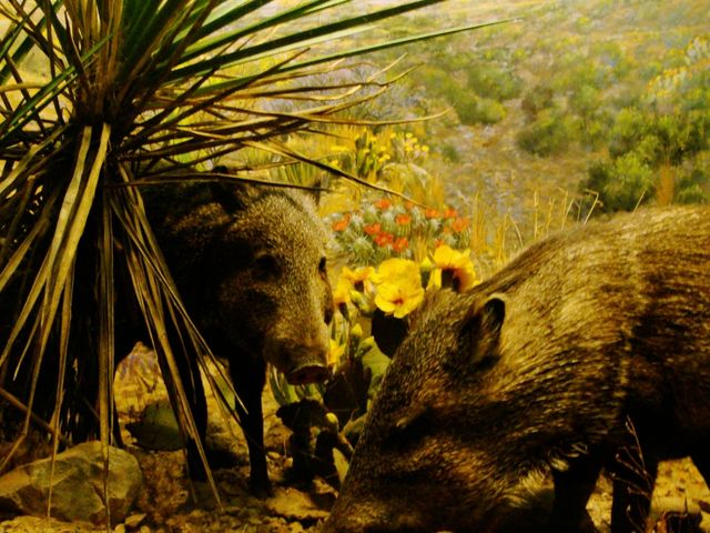 American Museum of Natural History: Pop, Art, Stunning Shots