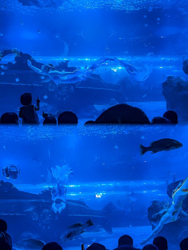 這個夏天，一起去海洋館避暑叭！