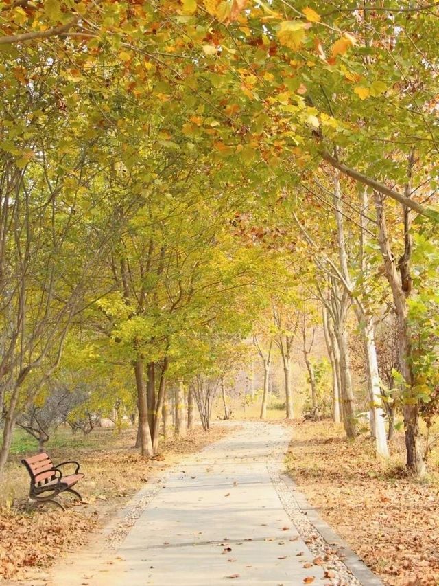 津北森林公園|天津最大片銀杏林賞秋地點。