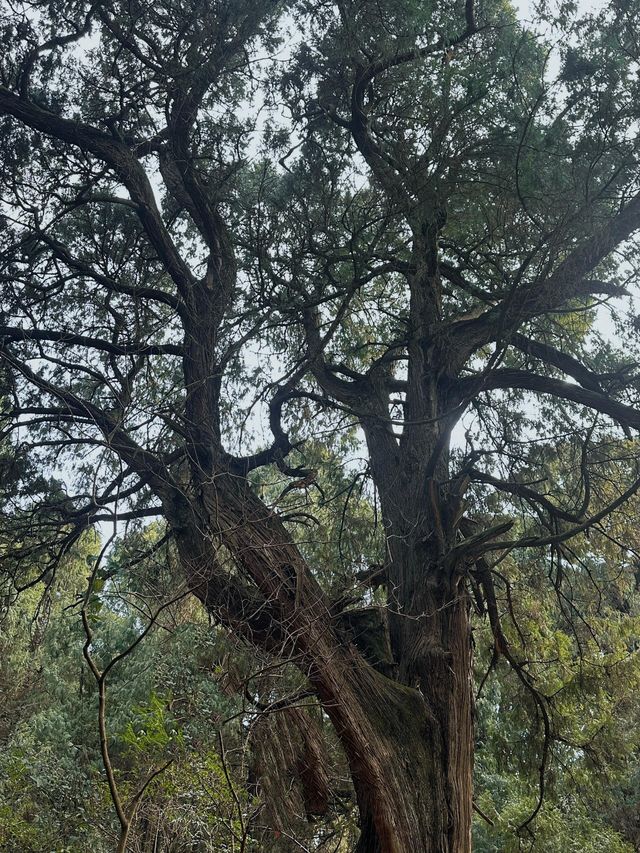 廣元劍閣翠雲廊｜揭秘古蜀道的神秘力量。