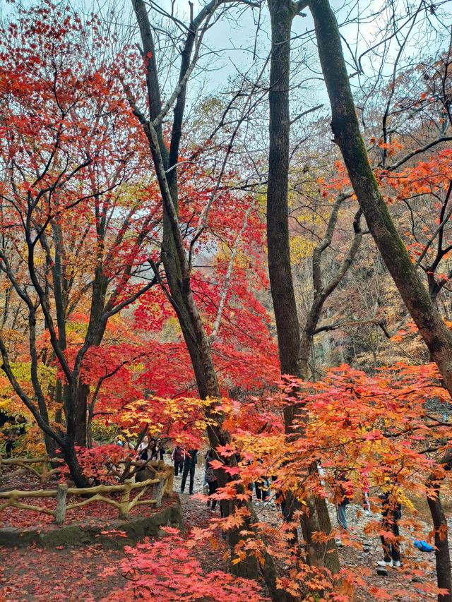 遼寧本溪關門山｜中國楓葉之都。