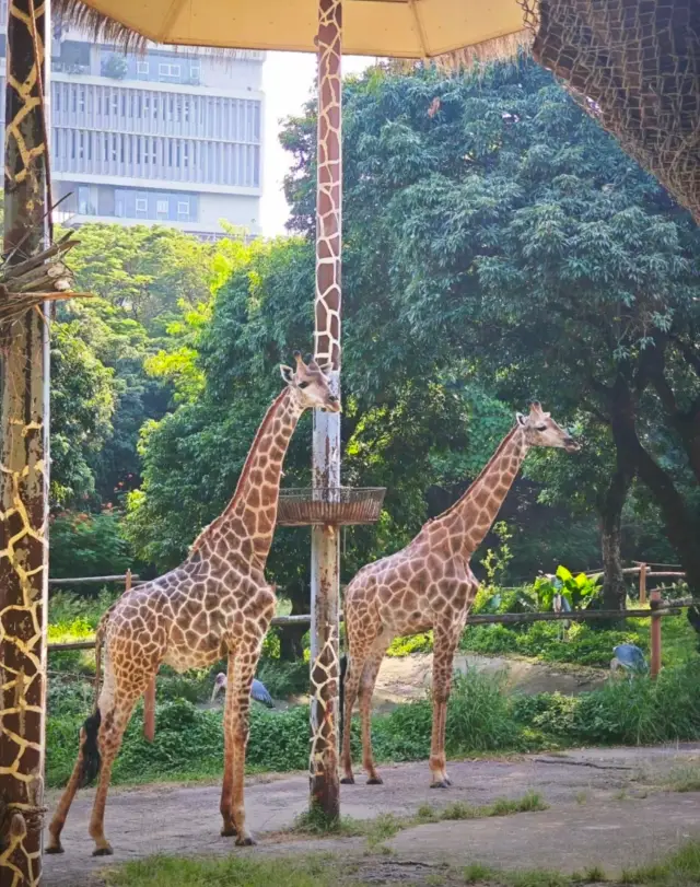深圳野生動物園。