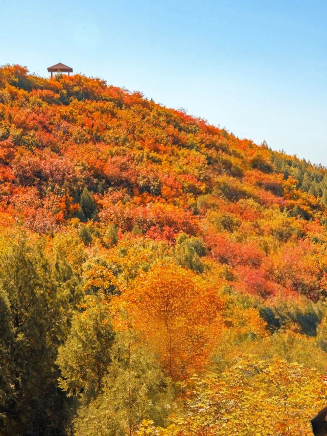 聽說舞彩淺山的紅葉到了最佳觀賞期。